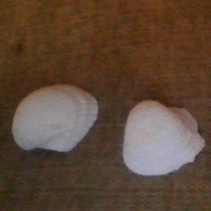 real sea shells